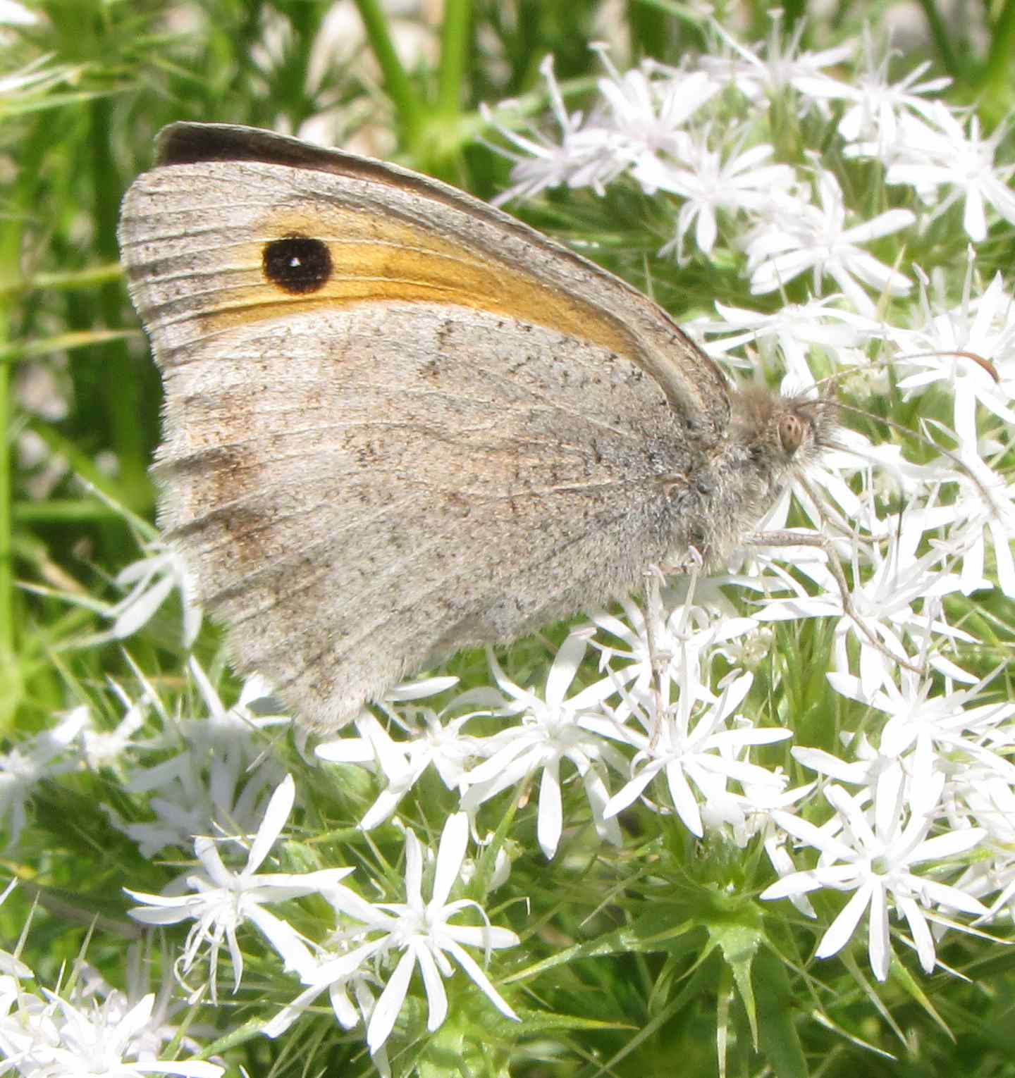 farfalla sibillini